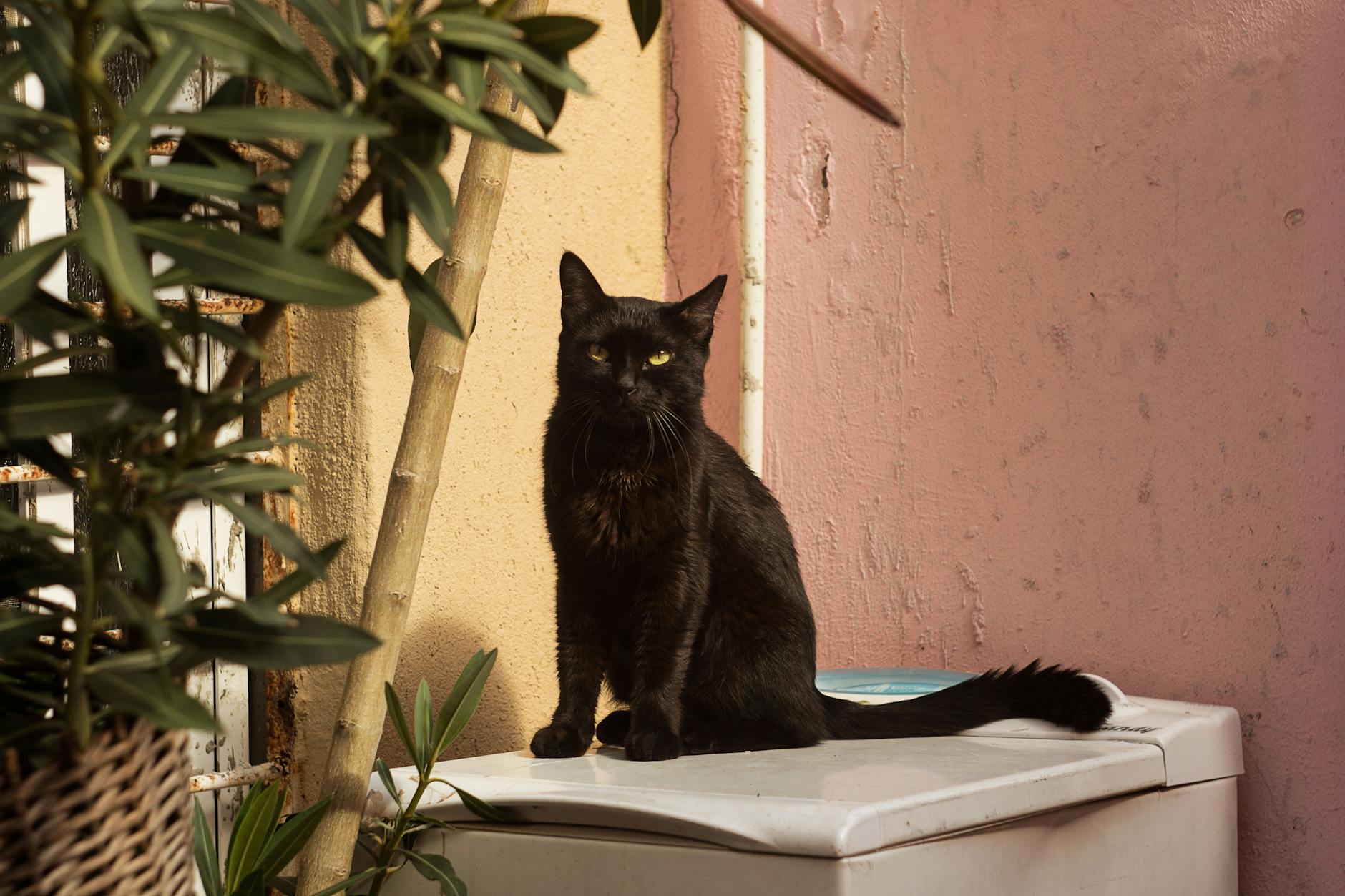 a black cat on top of the washing machine